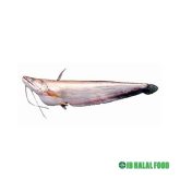 Boal Fish Cut Pack 800g – Fresh Frozen ボアル