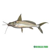 Gulsha Fish 500g – Fresh Frozen Catfish