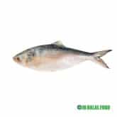 Hilsha Whole ヒルシヤホール (1.2～1.4kg) – Premium Halal whole hilsa fish