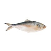Hilsha Whole Fish 1.5–2kg – Fresh Premium ヒルシヤホール