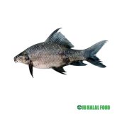 Kalibaush Fish 800g – Fresh Frozen
