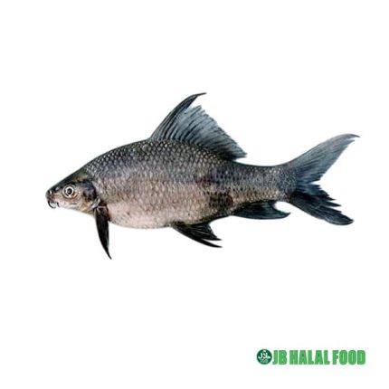 Kalibaush Fish 800g – Fresh Frozen