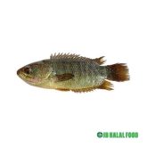 Koi Fish Pack 800g – Fresh Frozen コイ