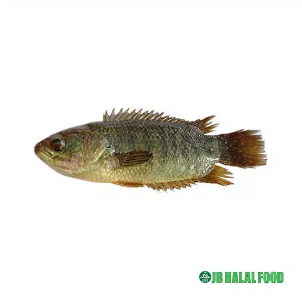 Koi Fish Pack 800g – Fresh Frozen コイ