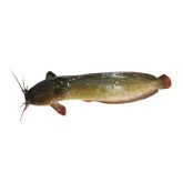 Magur/ナマス (800g)