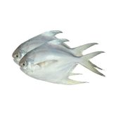 Roop Chanda Fish 500g – Fresh Frozen ルプチャダ