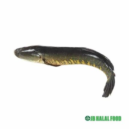 Shole Fish Pack 800g – Fresh Frozen ショール