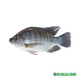 Tilapia Fish 1kg – Fresh Frozen テラピア