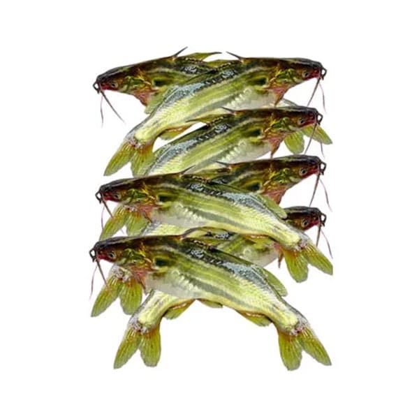 Tengra Fish 400g Frozen – Freshwater Catfish