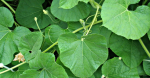 Lau shak/লাউ শাক 1 Packet - Image 2