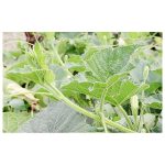 Lau shak/লাউ শাক 1 Packet - Image 3