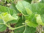 Lau shak/লাউ শাক 1 Packet - Image 5