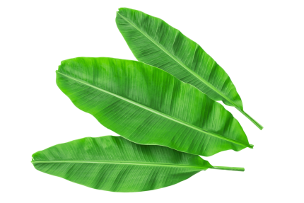 BANANA LEAF(daun pisang)